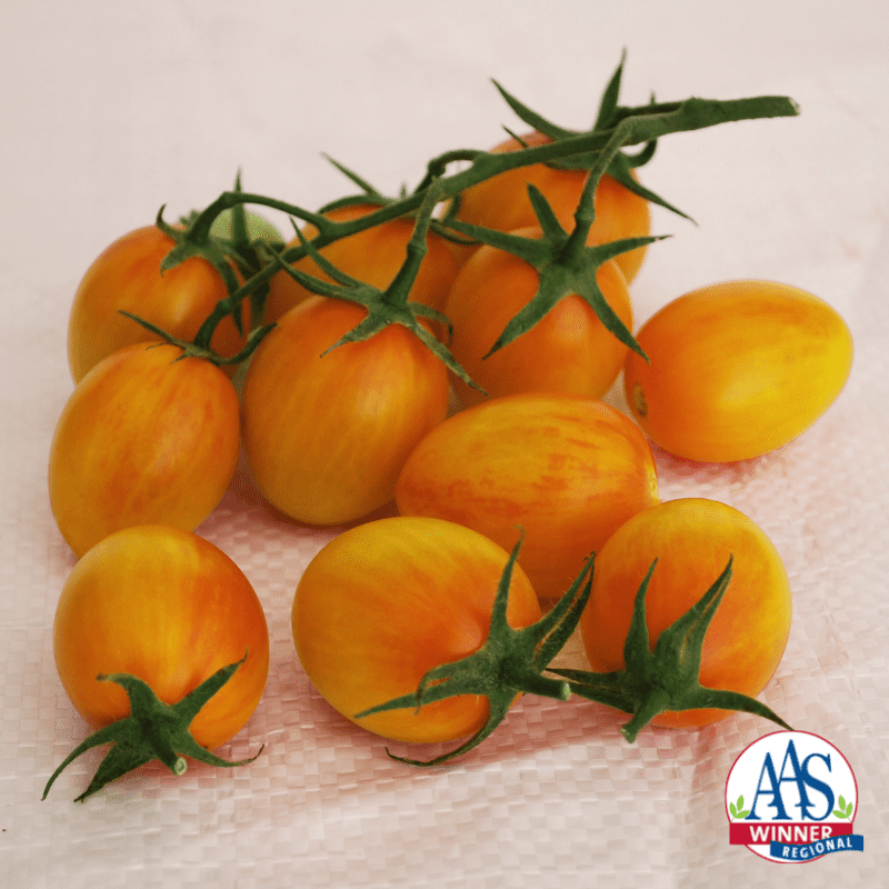 Tomato-Sunset-Torch-logo.png